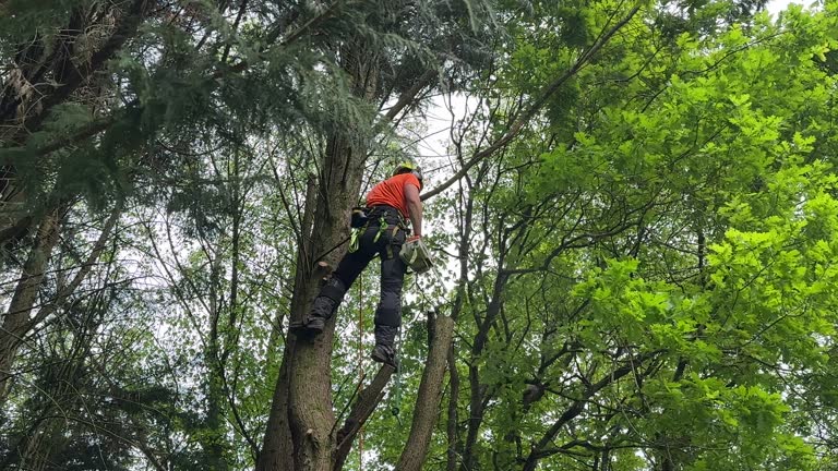 How Our Tree Care Process Works  in Mount Healthy, OH